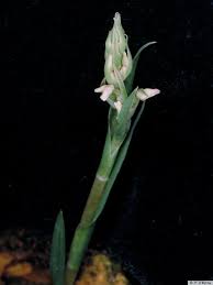 Image result for Zeuxine stammleri