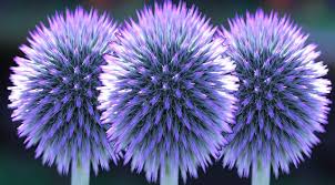 Maybe you would like to learn more about one of these? Best Flowers For Gardening In Calgary Custom Landscaping Calgary Ananda Landscapes