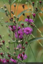 Image result for Vernonia jelfiae