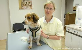 Genau wie menschen können auch hunde unter schmerzen leiden. Hitzeschlag Bei Hunden