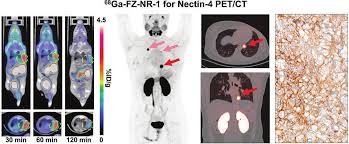 Image result for Pimpinella sp. A. of FZ 4: 594