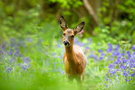 Image result for roe deer