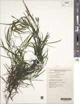 Image result for Potamogeton octandrus