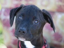 Check spelling or type a new query. Safe Haven Puppy Rescue Cookeville Tn