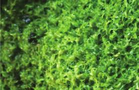 Image result for Wolffiella welwitschii