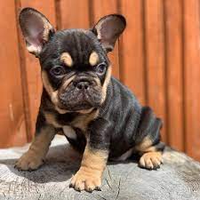 Tan French Bulldog My Frenchie Club