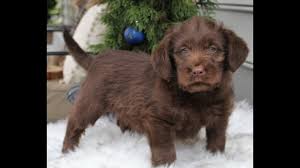 Ike has such a great temperament and loves everyone. Mini Labradoodle Puppy For Sale Youtube