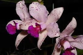 Image result for Microcoelia globulosa