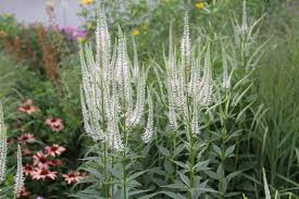 The inflorescence is erect with slender and. Featured Plant Culver S Root The High Line