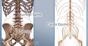 The spine is the backbone of the human skeleton. 5 Unusual Ankylosing Spondylitis Symptoms