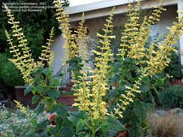 Plantfiles Picture 9 Of Forsythia Sage Salvia Madrensis Cool Plants Plants Perennial Plants