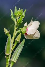 Image result for Abelmoschus