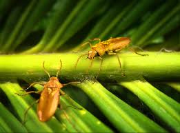 Image result for Pteleopsis anisoptera
