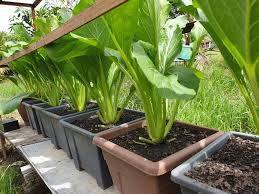 Hal ini karena perawatannya mudah, buahnya manis dan dapat berbuah dengan lebat. 5 Manfaat Berkebun Di Rumah Yang Menguntungkan Anda Gaya 360