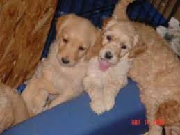 Celebration poodles & doodles columbus, ohio home breeder offering family raised goldendoodles, bernedoodles and akc red. Pleasant Valley Doodles Labradoodle Goldendoodle Puppies