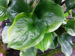 Image result for Cyanastrum