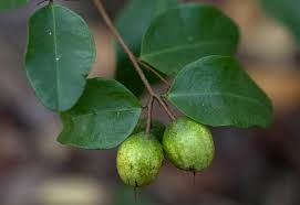 Image result for Synaptolepis