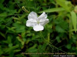 Image result for Rhamphicarpa