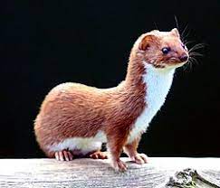 Kada se momoko rodio, odmah su ga odbacili zato što je bio mešane rase. Lasica Wikipedia