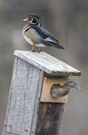 43 diy duck houses plans and duck coop plans to build now. Birds Human Made Nest Sites Madison Audubon