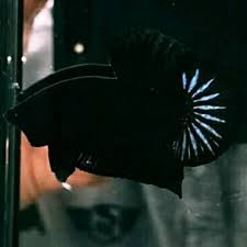 We did not find results for: Ikan Cupang Hias Plakat Jantan Super Black Hitam Pekat Shopee Indonesia