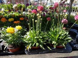 Flower Shop Outdoor Plants Annivia Gardens In Paphos Cyprus Plants Outdoor Plants Flower Shop