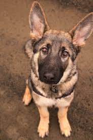 Maybe you would like to learn more about one of these? Sable German Shepherd 5 Months By Naturepunk Sable German Shepherd German Shepherd Tattoo German Shepherd Puppies