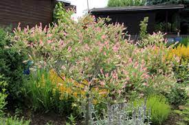 Wann ist das weidenschneiden erlaubt? Harlekinweide Schneiden Wann Wie Oft Und Wie Gartendialog De