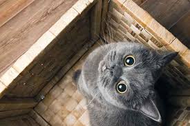 Schon in der vierten woche schläft die katze deutlich öfter, nimmt an gewicht zu und ihre zitzen wachsen und laufen rot an. Die Besten Tipps Fur Ein Katzenfreundliches Zuhause Frag Den Tierarzt