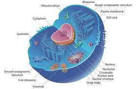 7 pc games for just $3.99. File Eukaryotic Cell Animal Jpg Wikimedia Commons