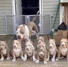 Razor Edge Pitbull Puppies Adorable Pets For Adoptions Facebook