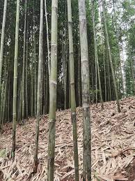 Tonkin bamboo 12 foot big bamboo pole construction wholesale ...