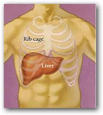 Pin On Healing Shayne S Liver