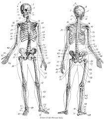 Your walls are a reflection of your personality, so let them speak with your favorite quotes, art, or designs printed on our custom posters!. 7 Vintage Anatomy Skeleton Images The Graphics Fairy