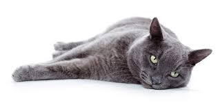 Nyan cat was inspired by a russian blue. Russian Blue Katzen Informationen Zu Den Bienenarten Omlet