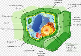 Maybe you would like to learn more about one of these? Plant Cell Organelle Vacuole Plant Biology Cell Cell Membrane Png Pngwing