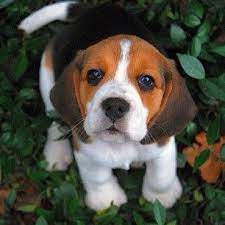 Puppypalace Puppy Palace S Instagram Photos Webstagram The Best Instagram Viewer Cute Beagles Cute Animals Beagle Puppy