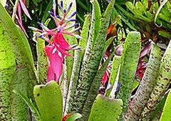 Image result for Clutia timpermaniana