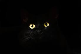 Find and download wallpapers black cat wallpapers, total 14 desktop background. Black Cat Eyes Dark Cat Animals Eyes Hd Wallpaper Peakpx