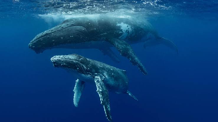 Scientists Caught Whales Talking Like Humans Underwater