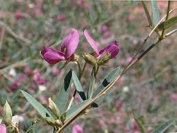 Image result for Otoptera