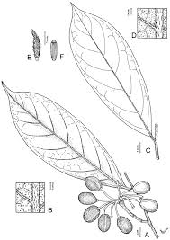 Image result for Annickia