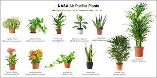 However, plants can help to improve indoor air quality and clean the air you and your family breathe. 29 Best Air Purifying Plants From Nasa Clean Air Study
