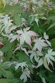 Get Floating Cloud Japanese Maple In Mi At English Gardens Nurseries Serving Clinton Township Dearborn Heights Eastpointe Royal Oak West Bloomfield And The Plymouth Ann Arbor Michigan Areas