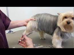 Grooming A Yorkie Dog Grooming Pet Grooming Yorkie Dogs
