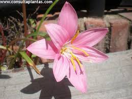 Zephyranthes Carinata Or Pink Rain Lily Care And Growing