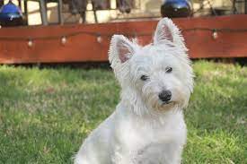West highland terrier dog necklace, westie sterling silver personalize pendant, westy breed silhouette charm rescue shelter, mothers day. Westie Rescue Adoption And Foster Care Westie Life