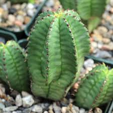 Image result for Euphorbia lissosperma