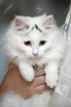 Turkish Angoras for Sale | Cats on Oodle Classifieds