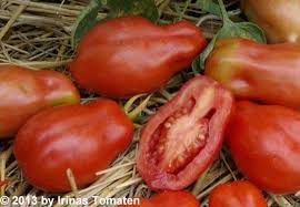 Du semis à la plantation, entretien et maladie, nos conseils pour une réussir la culture des tomates. Scatolone Tomaten Samen Rot Tomaten Samen Irinas Tomaten